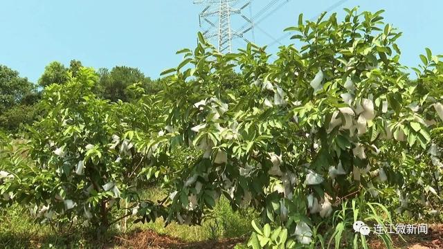 连江人领“鲜”了！丹阳镇坂顶村60亩红心芭乐已成熟上市