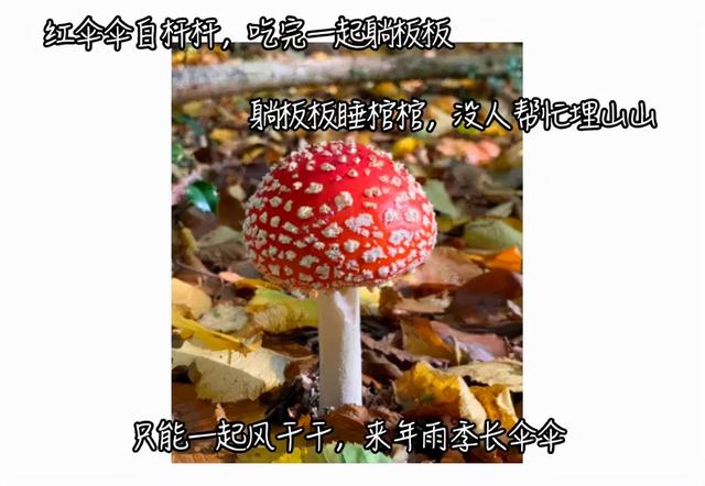 红伞伞，白杆杆，吃完一起躺板板