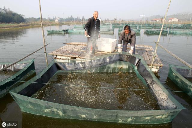 水产养殖过程中，周期性饥饿对水生动物的补偿生长