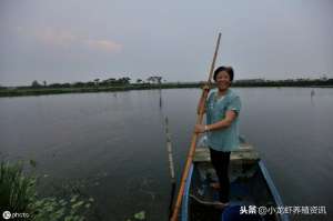 养殖龙虾的前景(小龙虾养殖前景如何？后期发展路线将走向何方？)