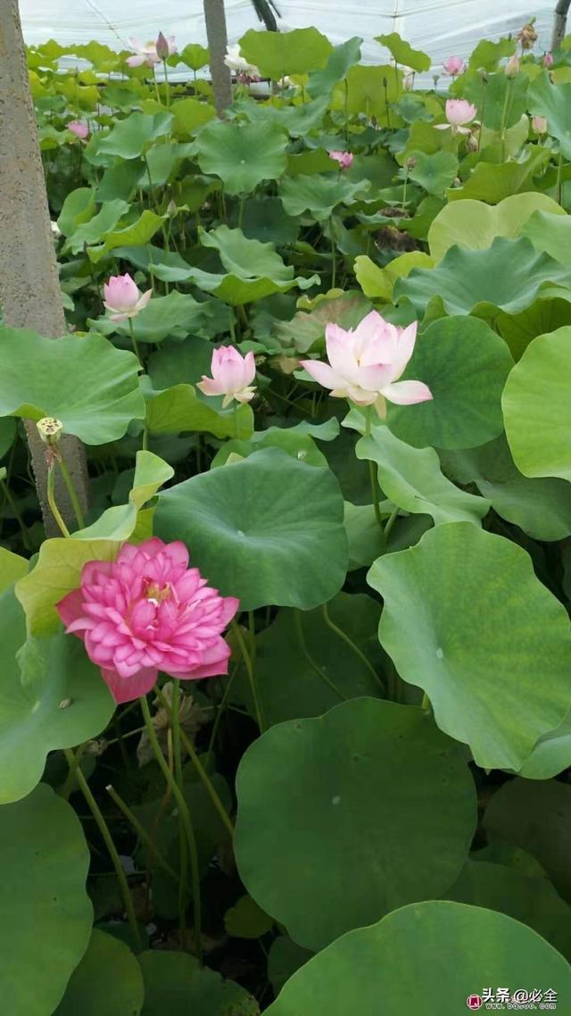 乡土水生植物应用越来越受重视，“钱”景不错