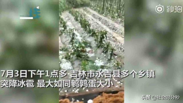 吉林永吉遇冰雹侵袭 有的地方只下冰粒不下雨“鹌鹑蛋”转眼铺满地