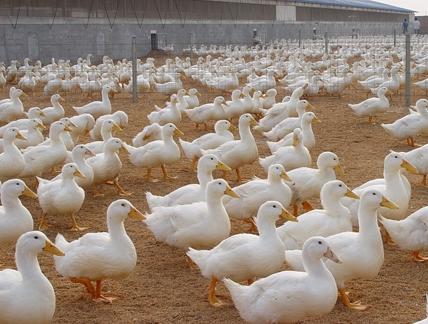 养鸭：肉鸭笼养的优缺点