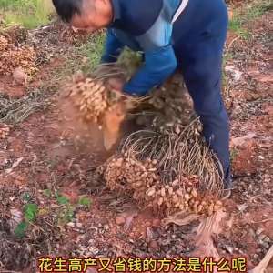 花生种植技术 视频(花生想要高产，一定要注意以下三点@抖音短视频)