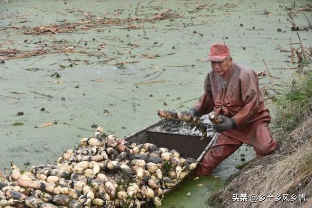 小南海湖的白莲藕，地理标志产品，松滋农民如何让它俏销全国