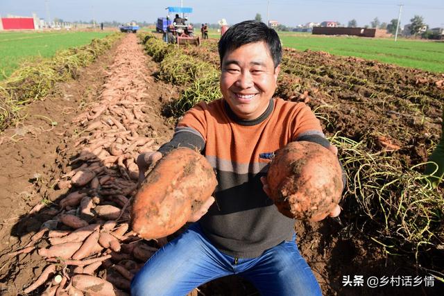 2022年种植什么蔬菜能赚钱，这几种就很好，种植容易产量还高