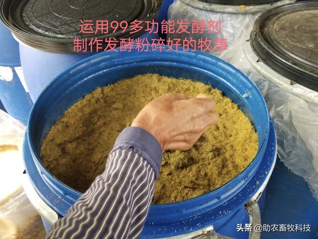 发酵牧草的制作方法与在养猪上各阶段参考配方