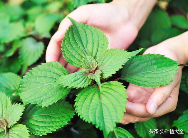 紫苏栽培技术，种植技术分享，希望能够帮助你