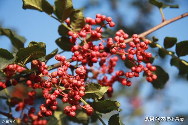 要想花椒长得好、产量高，这些种植管理方法不可少！