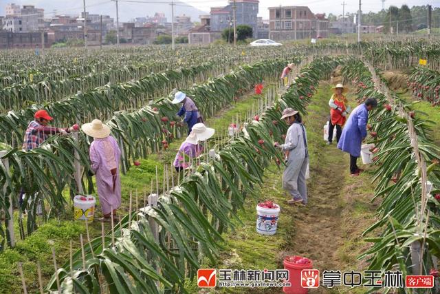 火红的生活，甜蜜的事业，古城村火龙果上市了