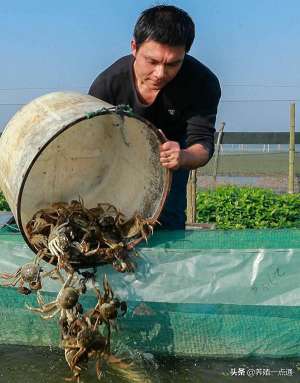 螃蟹养殖水位高低(河蟹夏季养殖，换水稳水，植草改底)