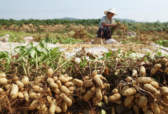 春花生最佳播种时间，播种太早或太晚都不行