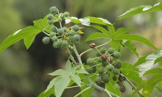 世界十大油料植物之一——蓖麻