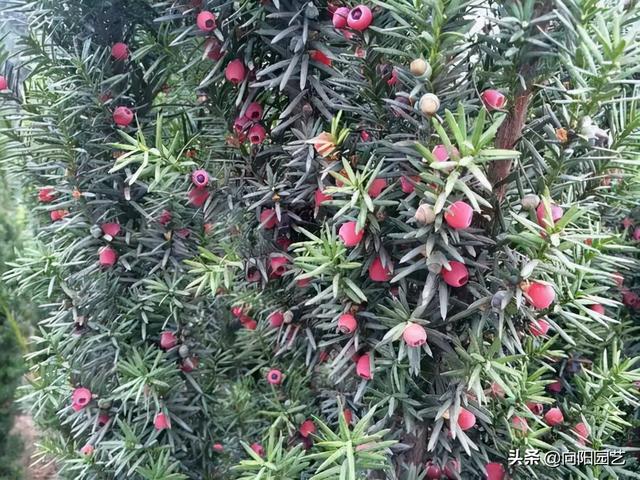 最好养的植物，它就是“红豆杉”，耐旱，不怕晒，还能结出红果果