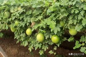 苽蒌的种植(瓜蒌种植要点，施肥、修剪、防渍涝，抓住这几点，就是高产稳产)