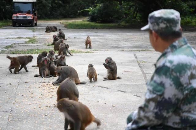 坚守海岛33年，饭点，每一只猴都在等他……