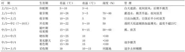 大棚油桃密植优质高产栽培技术