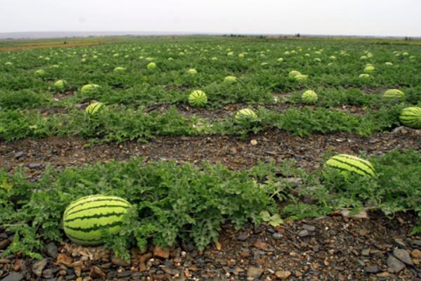 露地西瓜种植高产管理技术要点