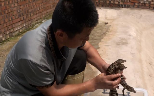 在北方养殖鳄鱼，年销售一千多万元，你敢养吗？