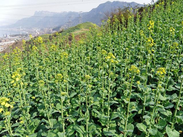 油菜怎么种