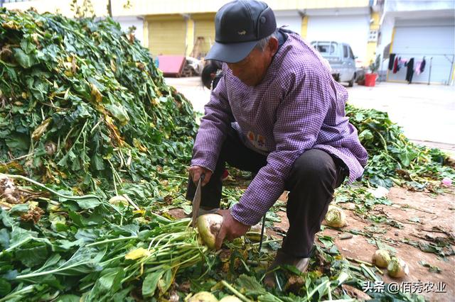 农村有种植物，为冬季特色蔬菜，儿时顿顿吃，如今很稀有