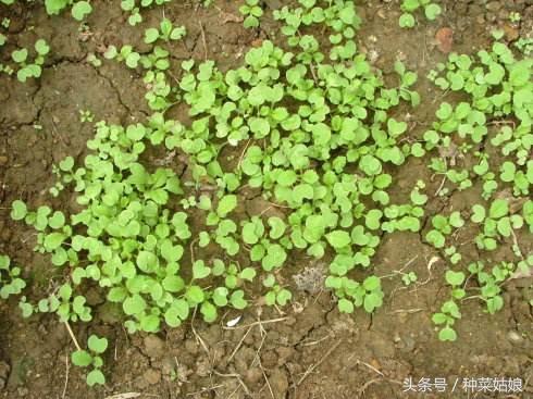 儿菜种植很简单，种几棵，一个春天有菜吃