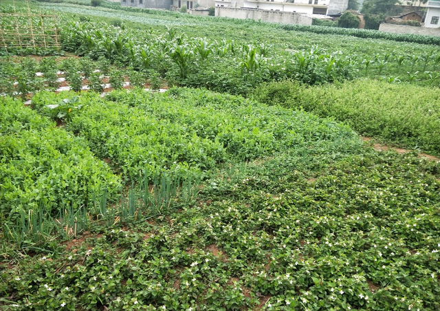 湖北大叔种植鱼腥草，开发附加产品让草价翻十倍，一年销售千万元