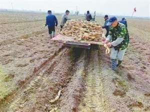 莲藕什么时间种植(浅水莲藕种植 敲开居民“致富门”)