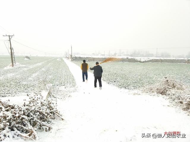 樱桃蕃茄种植秘籍：怎样实现多年生？如何安全越冬？