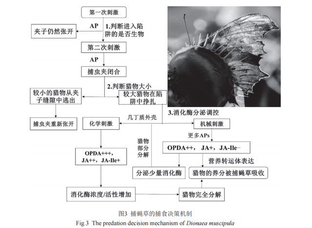 捕蝇草的捕虫机理及应用前景研究进展