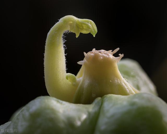 家种佛手瓜，福寿不离家！掌握这8个种植要点，佛手瓜结得挂满架