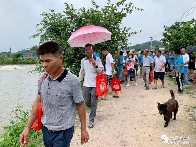 塘头分享心得，100多位鮰鱼养殖户组团“取经”