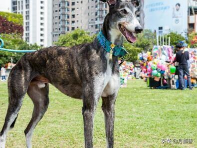 格力犬性格特征，格力犬多少钱一只？