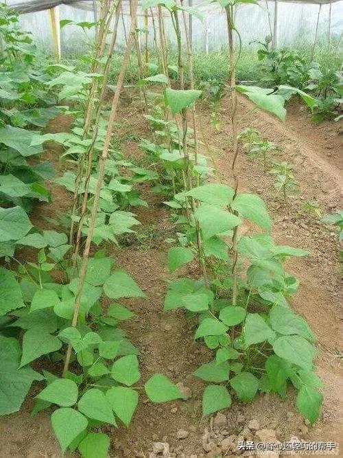 《豆类作物的科学种植：豆角的种植指南