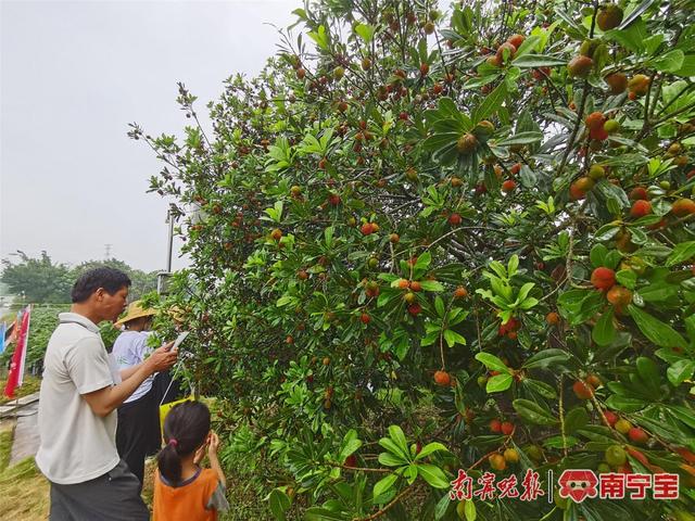 上千个蔬菜新品种亮相！2023年中国（广西）-东盟蔬菜新品种大会开幕