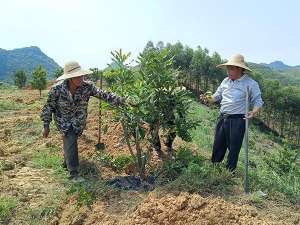 广西坚果种植技术(从0到亩产7000——广西天等县高州村撬动小坚果形成大产业)