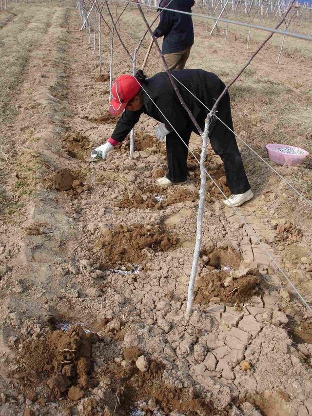 建议收藏，旱地矮化苹果栽培技术，教你选地、选苗、修剪、施肥