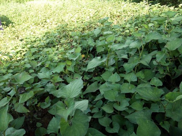 湖北大叔种植鱼腥草，开发附加产品让草价翻十倍，一年销售千万元