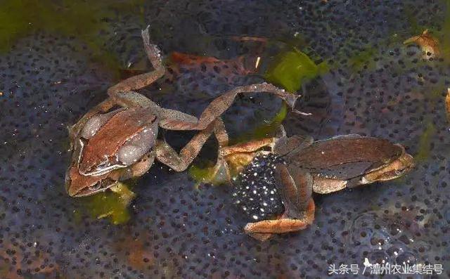 看到这些种植项目，寒从心来好没良心的人，农业也骗