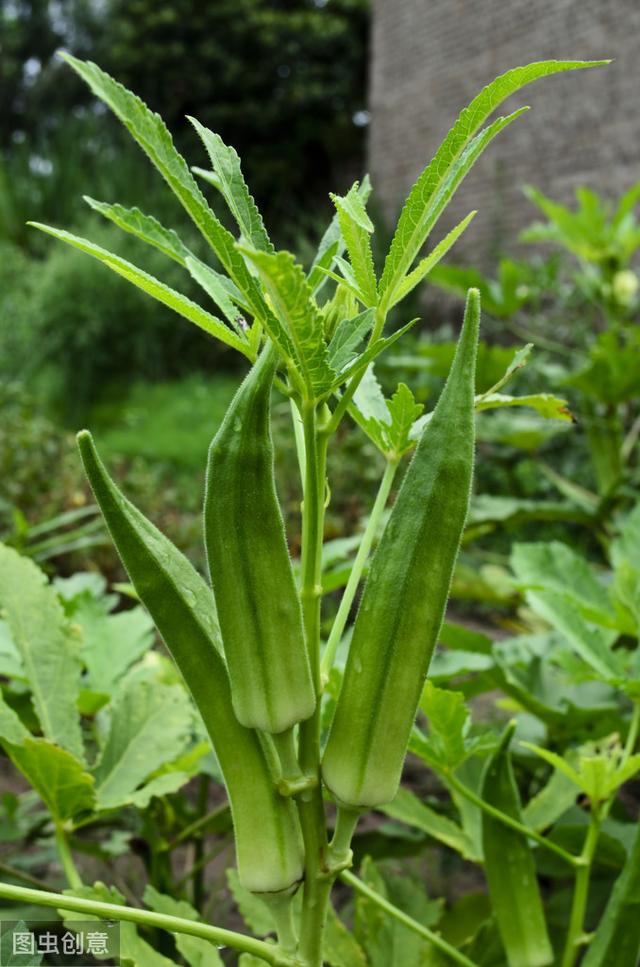 黄秋葵要精耕细种，夏天如何种植黄秋葵？