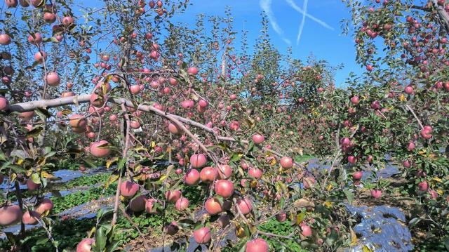 每亩多收入1200元 免袋苹果种植受果农青睐