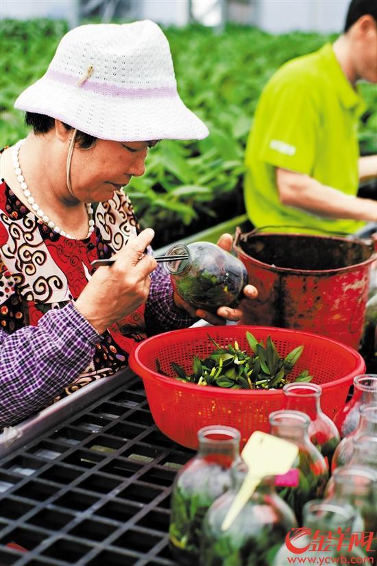 惠州博罗县羊和村：致富蝴蝶兰 开满小康路