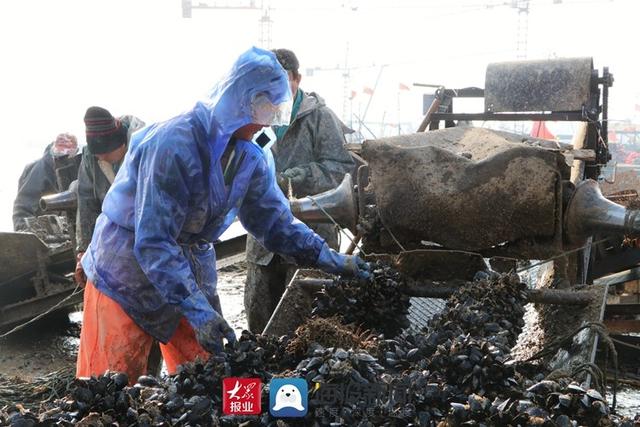 好品山东丨小海鲜变身抢手货，日照岚山构建海虹产业全产业链发展新格局