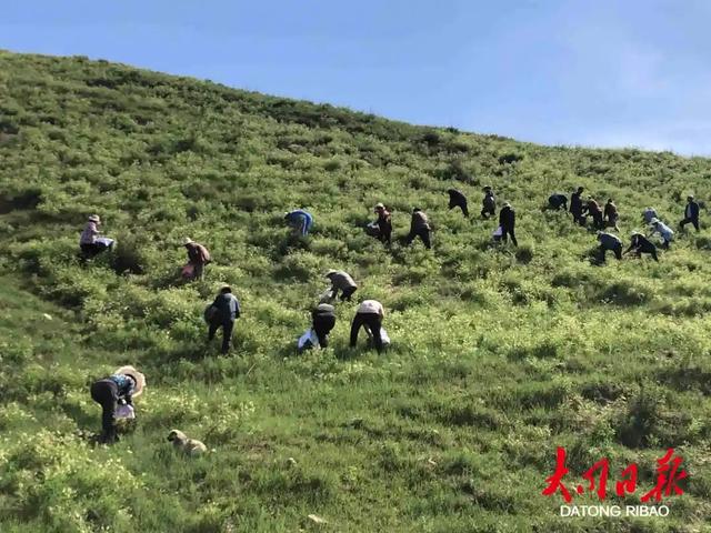 黄芪：富民强乡！大山深处的“金钥匙”