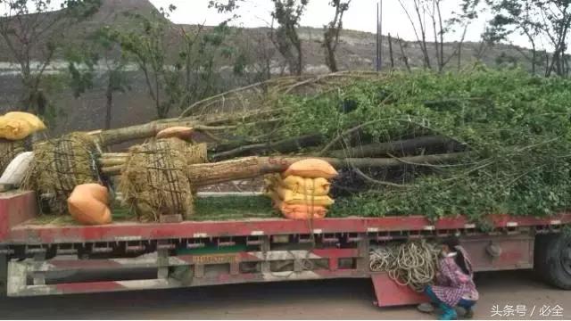 园林工程｜乔木栽植精细化管理