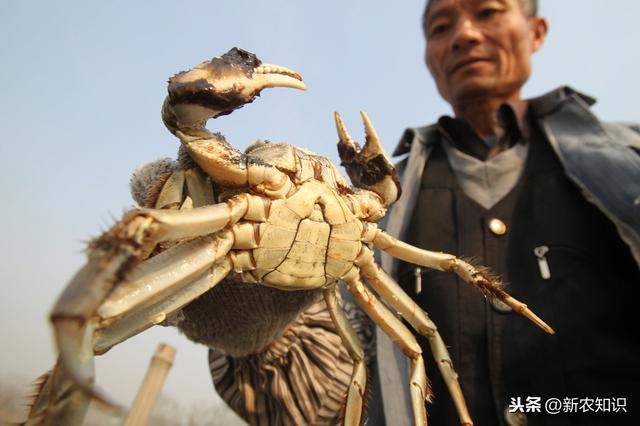 养殖老手经验总结：河蟹养殖秘籍！影响河蟹池塘养殖成活率的原因