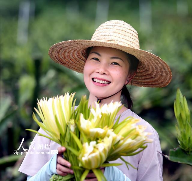 广东鹤山：霸王花大丰收