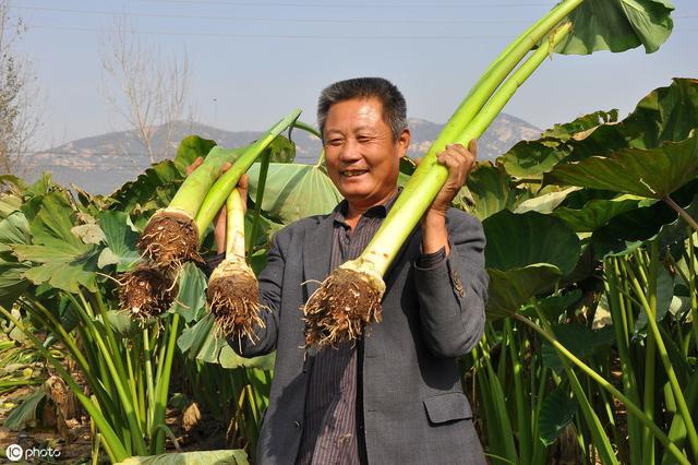 想要种出高产和高品质的芋头？这5大种植技巧须知，帮你提高收益