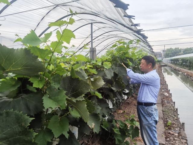 最让葡萄种植户头疼的风雨天 岱山这位冯老师有妙招