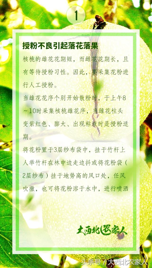 果农种植核桃树早期预防，防止落花落果很重要